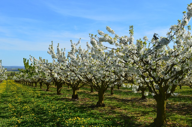 En fleurs